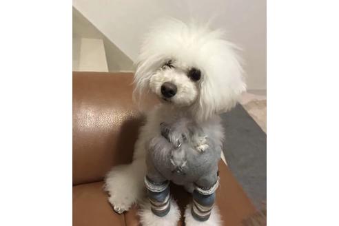 販売中のタイニープードルの親犬