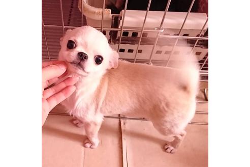 販売中のチワワ(スムースコート)の親犬