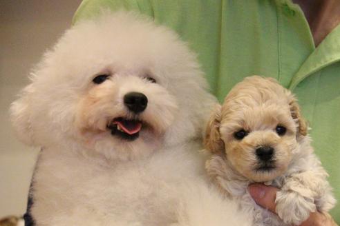 販売中のトイプードルの親犬