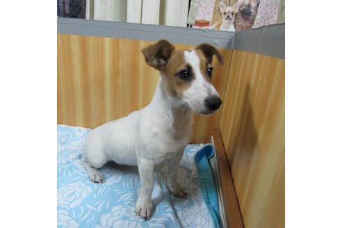 埼玉県のジャックラッセルテリア 女の子 19 06 29生まれ タン ホワイト 子犬id ブリーダーナビ 埼玉県のジャックラッセルテリア 女の子 19 06 29生まれ タン ホワイト 子犬id ブリーダーナビ