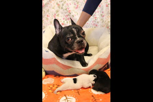 販売中のフレンチブルドッグの親犬