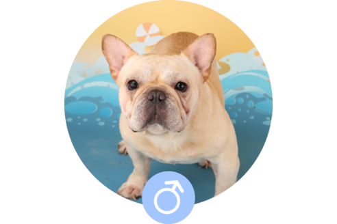 販売中のフレンチブルドッグの親犬