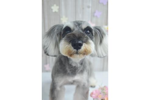 販売中のミニチュアシュナウザーの親犬