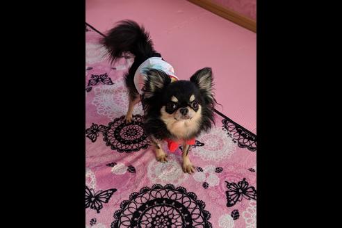 販売中のチワワ(スムースコート)の親犬