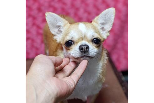 販売中のチワワ(スムースコート)の親犬