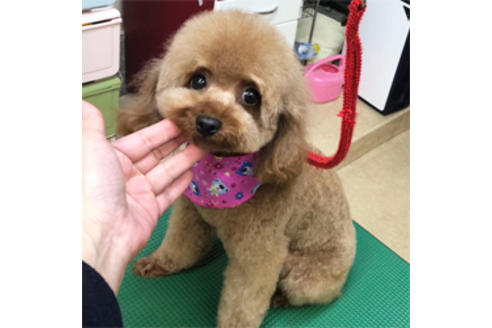 販売中のタイニープードルの親犬