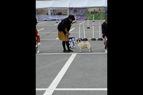 販売中のパグの親犬