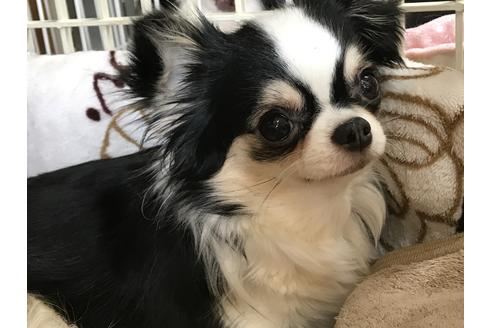販売中のチワワ(ロングコート)の親犬