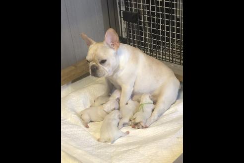販売中のフレンチブルドッグの親犬