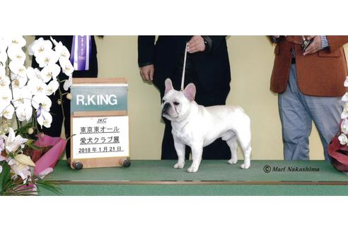販売中のフレンチブルドッグの親犬