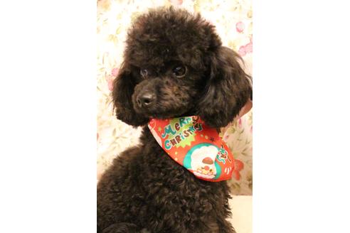 販売中のトイプードルの親犬