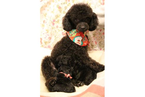 販売中のトイプードルの親犬