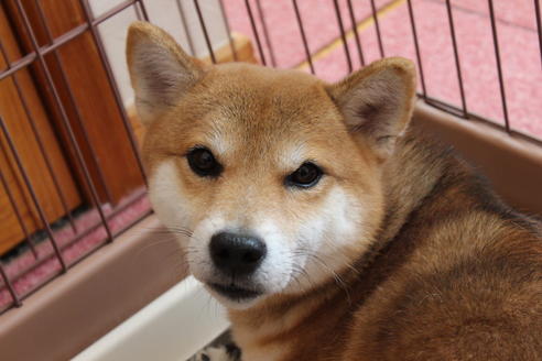 販売中の柴犬の親犬