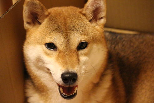 販売中の柴犬の親犬