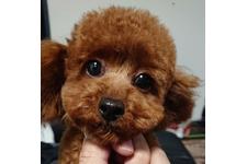 犬の写真26枚目