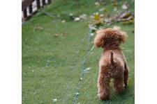 犬の写真27枚目