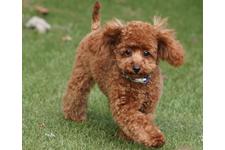 犬の写真28枚目