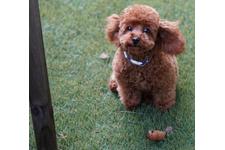 犬の写真29枚目