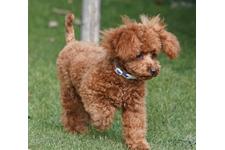 犬の写真30枚目