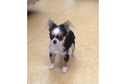 群馬県でチワワの子犬を探す 2ページ目 ブリーダーナビ