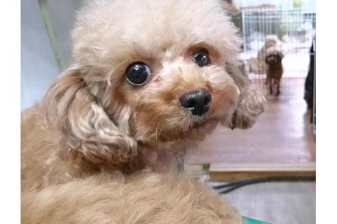 販売中のタイニープードルの親犬