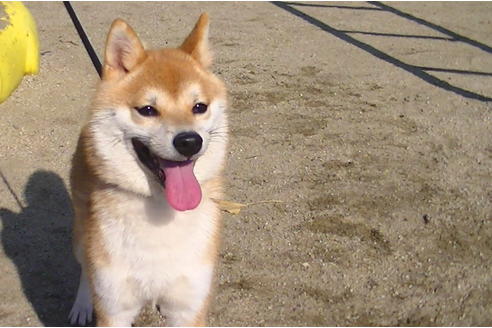 販売中の豆柴の親犬