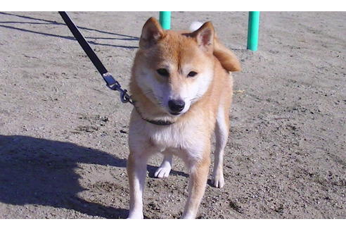 販売中の豆柴の親犬