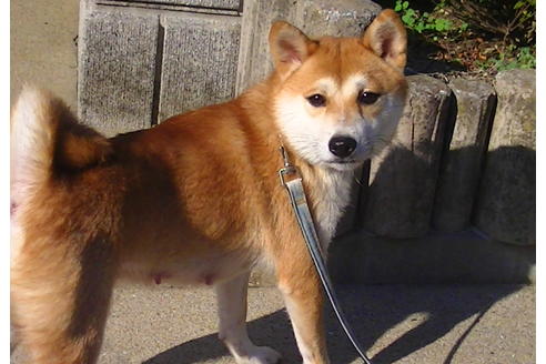 販売中の豆柴の親犬