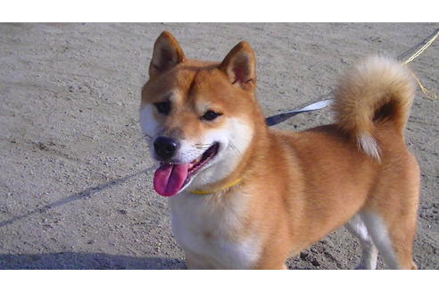 販売中の豆柴の親犬