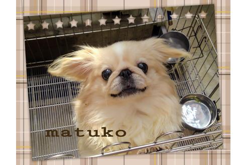 販売中のペキニーズの親犬