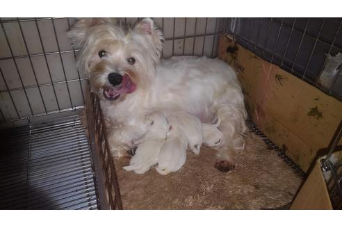 販売中のウエストハイランドホワイトテリア(ウエスティ)の親犬