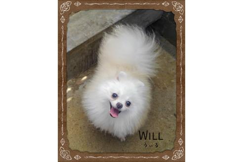 販売中のポメラニアンの親犬