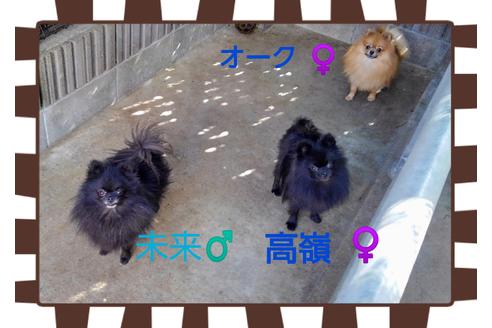 販売中のポメラニアンの親犬