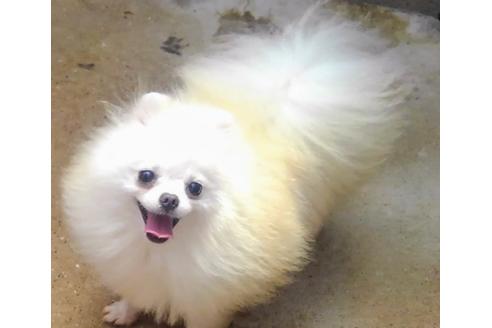 販売中のポメラニアンの親犬