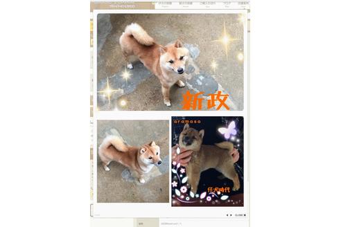 販売中の豆柴の親犬
