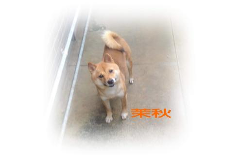 販売中の豆柴の親犬