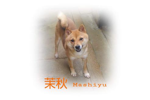 販売中の豆柴の親犬
