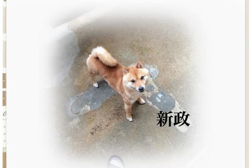 販売中の豆柴の親犬
