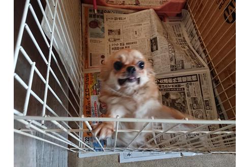 販売中のチワワ(ロングコート)の親犬