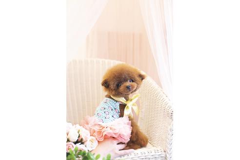 販売中のティーカッププードルの親犬