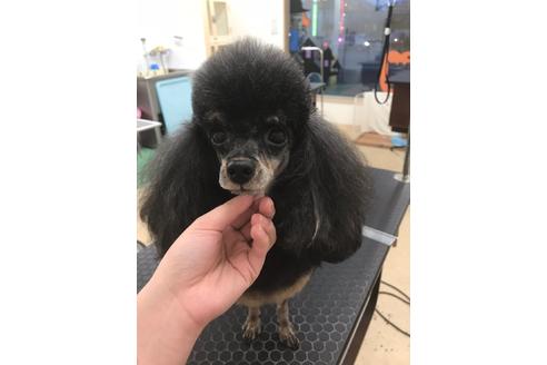 販売中のその他の犬種の親犬