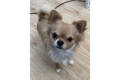 販売中のチワプー:チワワ×トイプードルの親犬