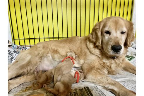 販売中のゴールデンレトリーバーの親犬