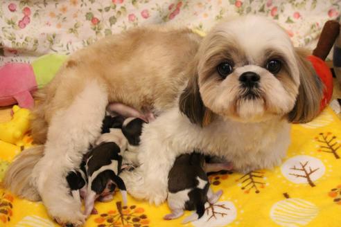 販売中のシーズーの親犬