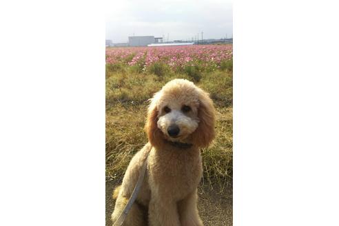 販売中のミックス犬の親犬