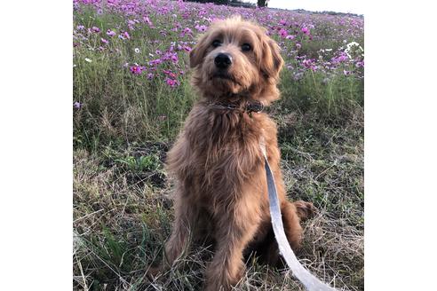 販売中のミックス犬の親犬