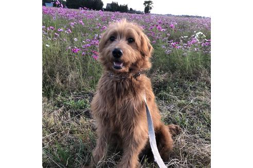 販売中のミックス犬の親犬