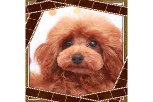販売中のミックス犬の親犬