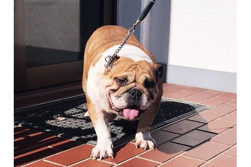 販売中のブルドッグの親犬