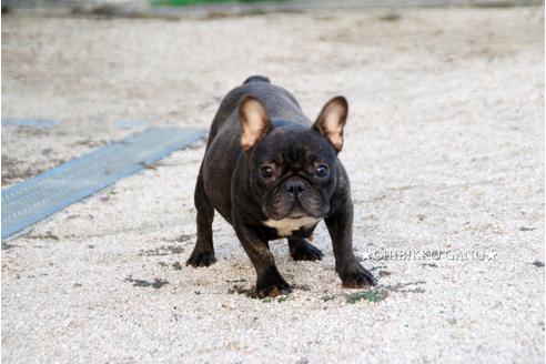 販売中のフレンチブルドッグの親犬